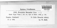 Puccinia heraclei image
